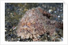 Hispid Frogfish (Antennarius hispidus) by Anonymous