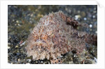 Hispid Frogfish (Antennarius hispidus) by Anonymous