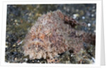 Hispid Frogfish (Antennarius hispidus) by Anonymous