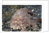 Hispid Frogfish (Antennarius hispidus) by Anonymous