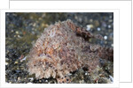 Hispid Frogfish (Antennarius hispidus) by Anonymous