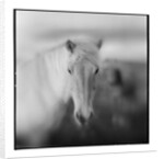 Icelandic Pony, Iceland by Anonymous