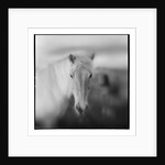 Icelandic Pony, Iceland by Anonymous