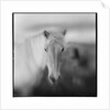 Icelandic Pony, Iceland by Anonymous