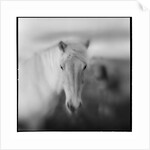 Icelandic Pony, Iceland by Anonymous