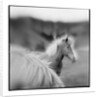 Icelandic Ponies, Iceland by Anonymous