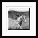 Icelandic Ponies, Iceland by Anonymous