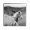 Icelandic Ponies, Iceland by Anonymous