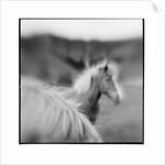 Icelandic Ponies, Iceland by Anonymous