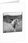 Icelandic Ponies, Iceland by Anonymous