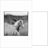 Icelandic Ponies, Iceland by Anonymous