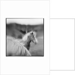 Icelandic Ponies, Iceland by Anonymous