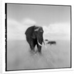 Elephant Herd, Masai Mara Game Reserve, Kenya by Anonymous
