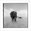 Elephant Herd, Masai Mara Game Reserve, Kenya by Anonymous