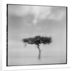 Acacia Tree, Masai Mara Game Reserve, Kenya by Anonymous