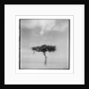 Acacia Tree, Masai Mara Game Reserve, Kenya by Anonymous