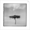 Acacia Tree, Masai Mara Game Reserve, Kenya by Anonymous