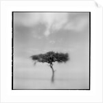 Acacia Tree, Masai Mara Game Reserve, Kenya by Anonymous