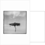 Acacia Tree, Masai Mara Game Reserve, Kenya by Anonymous