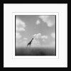Giraffe, Masai Mara Game Reserve, Kenya by Anonymous