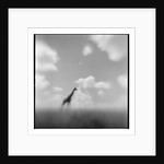 Giraffe, Masai Mara Game Reserve, Kenya by Anonymous