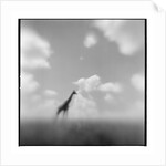 Giraffe, Masai Mara Game Reserve, Kenya by Anonymous