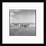 Zebra Herd, Masai Mara Game Reserve, Kenya by Anonymous
