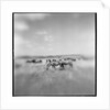 Zebra Herd, Masai Mara Game Reserve, Kenya by Anonymous