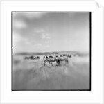 Zebra Herd, Masai Mara Game Reserve, Kenya by Anonymous