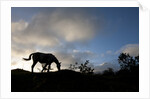 Horse and Arenal Volcano, Costa Rica by Corbis