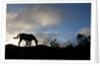 Horse and Arenal Volcano, Costa Rica by Corbis