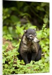 Coati, Costa Rica by Anonymous