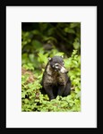 Coati, Costa Rica by Anonymous