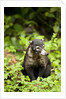 Coati, Costa Rica by Anonymous