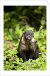 Coati, Costa Rica by Anonymous