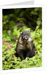 Coati, Costa Rica by Anonymous