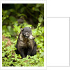 Coati, Costa Rica by Anonymous