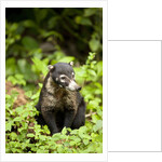 Coati, Costa Rica by Anonymous