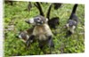 Coati, Costa Rica by Anonymous