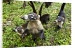 Coati, Costa Rica by Anonymous