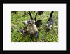 Coati, Costa Rica by Anonymous