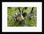 Coati, Costa Rica by Anonymous