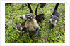 Coati, Costa Rica by Anonymous