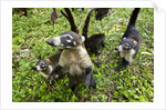 Coati, Costa Rica by Anonymous