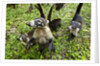 Coati, Costa Rica by Anonymous