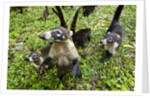 Coati, Costa Rica by Anonymous