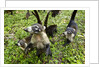 Coati, Costa Rica by Anonymous