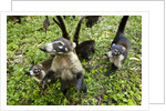 Coati, Costa Rica by Anonymous