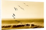 Brown Pelicans at Sunrise, Osa Peninsula, Costa Rica by Anonymous