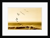 Brown Pelicans at Sunrise, Osa Peninsula, Costa Rica by Anonymous